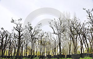 Trees to transplant in the Plaza de Les Glorias Catalanas in Barcelona photo