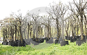 Trees to transplant in the Plaza de Les Glorias Catalanas in Barcelona photo