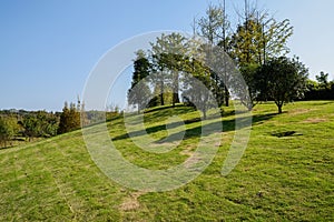 Trees on top of grassy hill in sunny winter afternoon