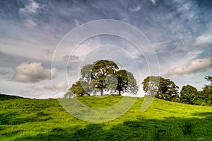 Trees on top of hill