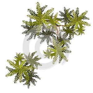 Trees top view for landscape vector illustration.