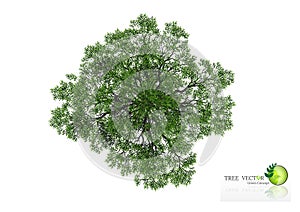 Trees top view for landscape vector illustration.