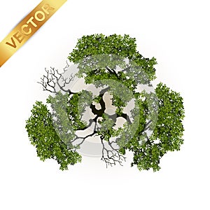 Trees top view for landscape vector illustration.