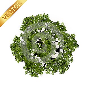 Trees top view for landscape vector illustration.