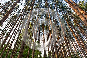 Trees Tower into the Sky