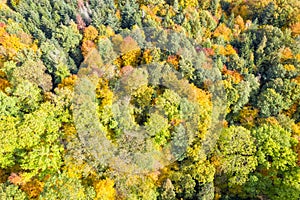 Trees tree autumn fall forest woods colorful leaves season drone aerial photo view background