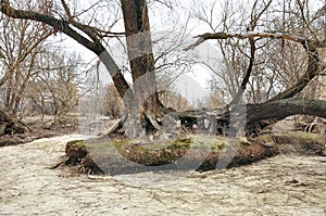 Trees and tree roots