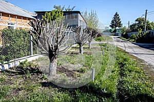 trees trimmed in the shape of a ball