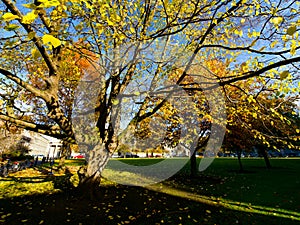 Trees at Trinity College. Dublin, Ireland photo