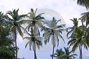 Trees tropical palm trees