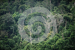 The trees in tropical rain forest of Hala Bala wildlife sanctuary. Yala.