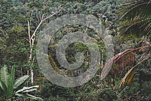 Trees in tropical Ubud, Bali, Indonesia. Evening forest, Cloudy, dark, rainy, View of the jungle