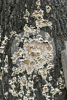 Trees trunk close - up on the background of autumn forest. Bark tree texture