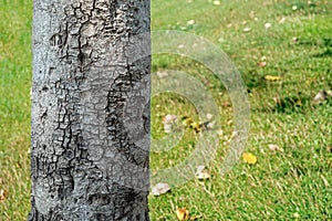 Trees Trunk And Out of Focus Green Grass