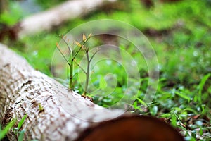 Trees that try to regenerate from  piece of wood