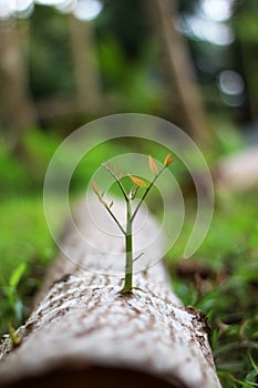 Trees that try to regenerate from  piece of wood