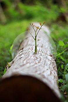 Trees that try to regenerate from  piece of wood