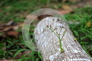 Trees that try to regenerate from  piece of wood