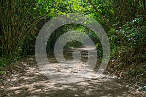 Trees tunnel and dirt road in forest