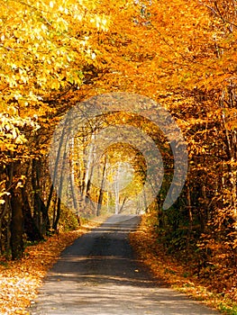 Trees tunnel and road