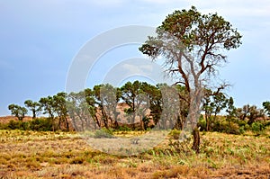 Tree turanga Populus pruinosa in the desert steppe.