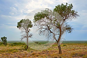 Tree turanga Populus pruinosa in the desert steppe.