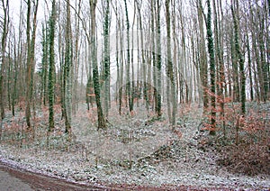 Trees twined drinker. Winter forest. Forest landscape.