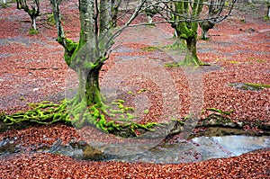 Trees with twisted green tree roots and moss