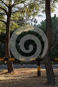 trees twisted trunk in arid soil, behind metal fence, mexico