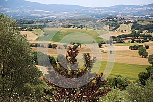 Trees with the Umbrian countryside in the background, Italy