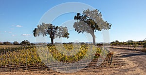 Trees under afternoon blue skies in vineyard in wine country in Central California US