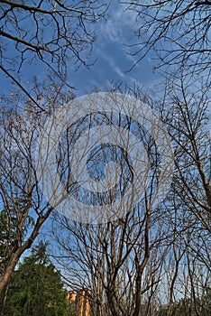 trees under blue sky