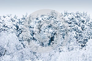 Trees under heavy snow