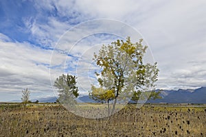 Trees under partly cloudy sky in Montana