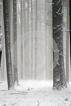 Trees under snow