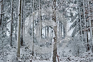 Trees under the snow