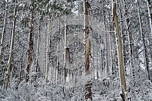 Trees under the snow