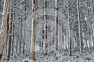 Trees under the snow
