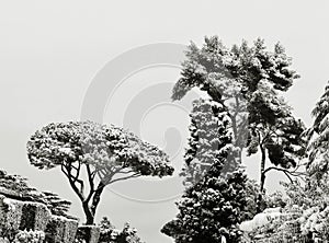 Trees under snow in winter