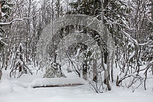 Trees under snow, winter park at Nord