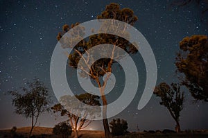 Trees under starts in israeli oasis desert