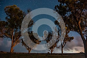 Trees under starts in israeli oasis desert