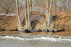 Trees on the undermined bank photo