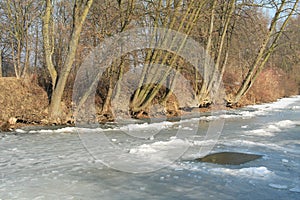 Trees on the undermined bank photo