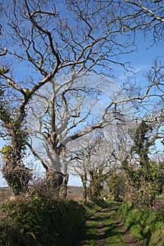 Trees and unsurfaced road