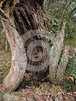 Trees with unusual shapes due to age