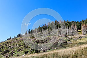 trees uprooted and uprooted due to Storm Adrian also known as TEMPESTA Vaia in Northern Italy photo