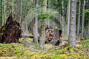 Trees uprooted by storm in the forest