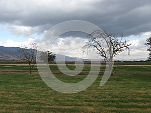 Trees in the vally with grass, clouds in the sky, room for text