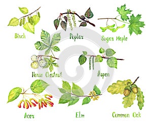 Trees variety set, Birch, Poplar, Sugar Maple, Horse chestnut, Aspen, Acer, Elm, Common oak leaves and seeds conkers, acorns